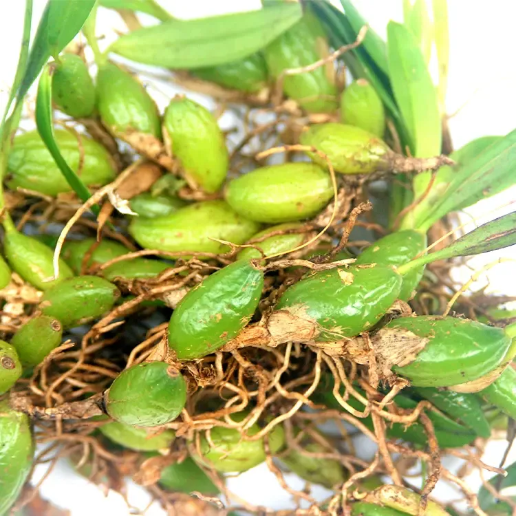 南岩王氏青草福建福安农产品正宗石橄榄新鲜双叶小果250g500g煲汤