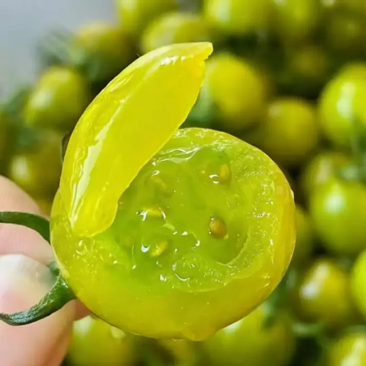顺丰包邮产地直发新鲜多汁自然成熟绿色小番茄
