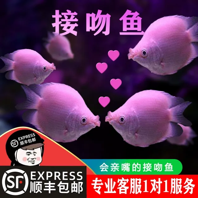 接吻鱼观赏鱼金鱼活鱼亲嘴鱼热带鱼淡水小型斑马孔雀好养耐活鱼苗
