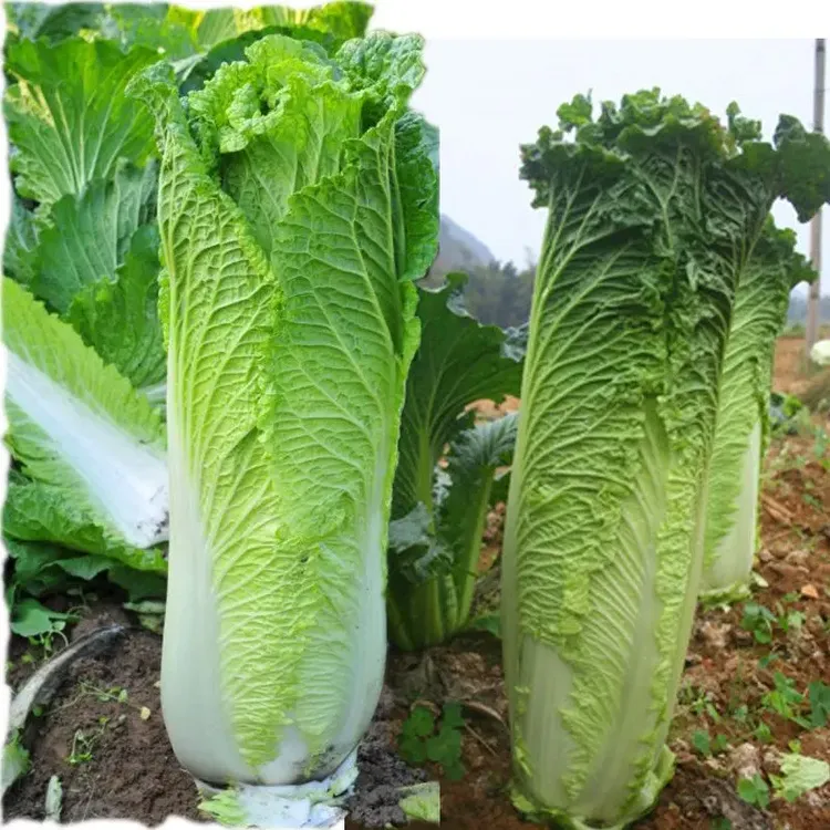 【天津青麻叶大白菜种子】天津大青麻叶直筒形白菜种子秋季种植