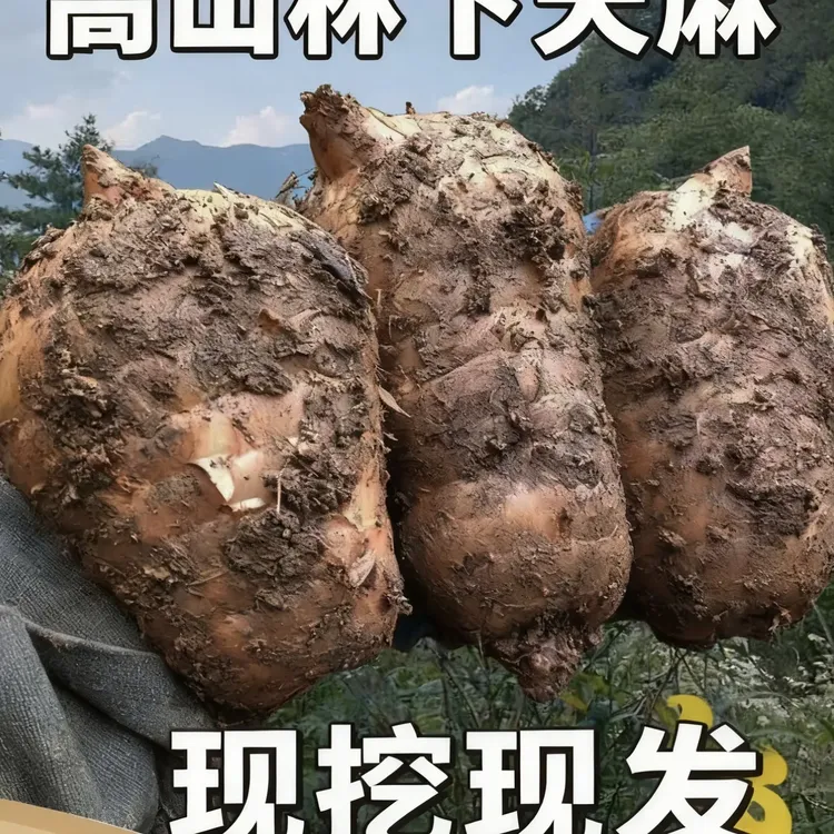 2025新鲜天麻乌天麻炖鸡煲汤营养美味