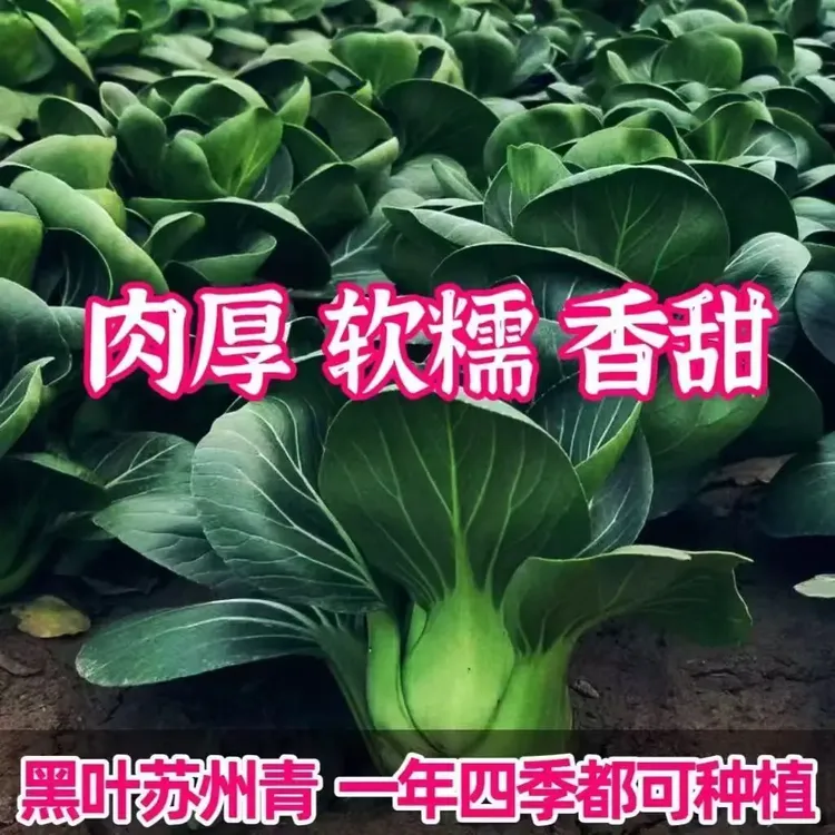 【苏州青种子】正品黑大头苏州青种籽黑叶矮脚青梗菜农家蔬菜种子商品图