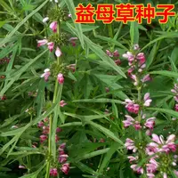 【五袋包邮】益母草药用药材四季种易活花种子花籽室内盆栽庭院绿化