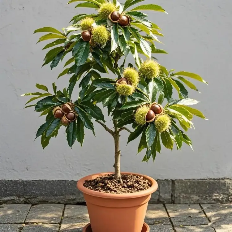 大红袍板栗嫁接迁西油栗板树南北方种植锥栗板栗蓝莓果树苗
