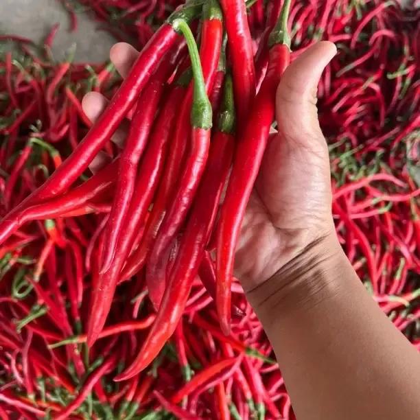 露天农家自种新鲜现摘红线椒中高辣剁椒辣椒酱原材料蔬菜现发