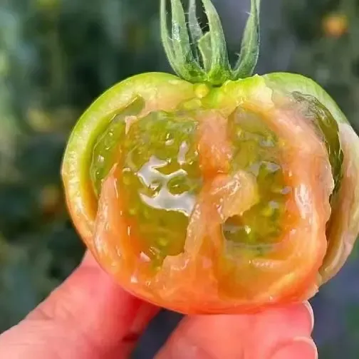 产地直发自然成熟熊蜂授粉碱地柿子铁皮柿子新鲜西红柿番茄