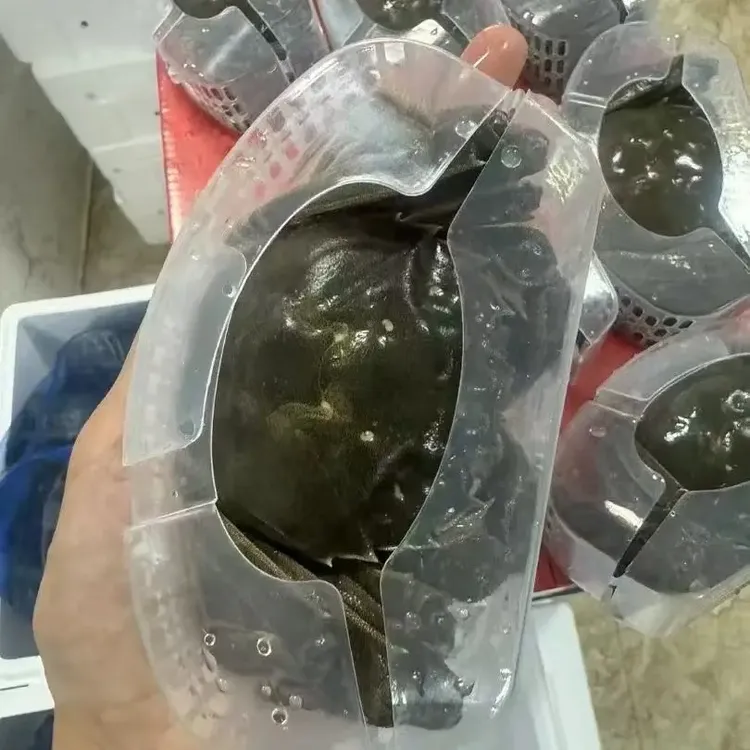 【活蟹】盘锦河蟹礼盒全母蟹10只1.5两-2两母顺丰包邮