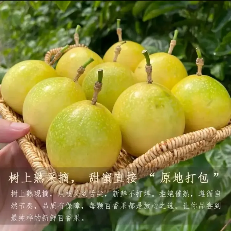 广西桂林钦蜜九号百香果新鲜现摘自然树熟香甜多汁90g+巨无霸