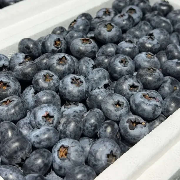 云南正宗高山花香脆甜蓝莓 新鲜现摘水果