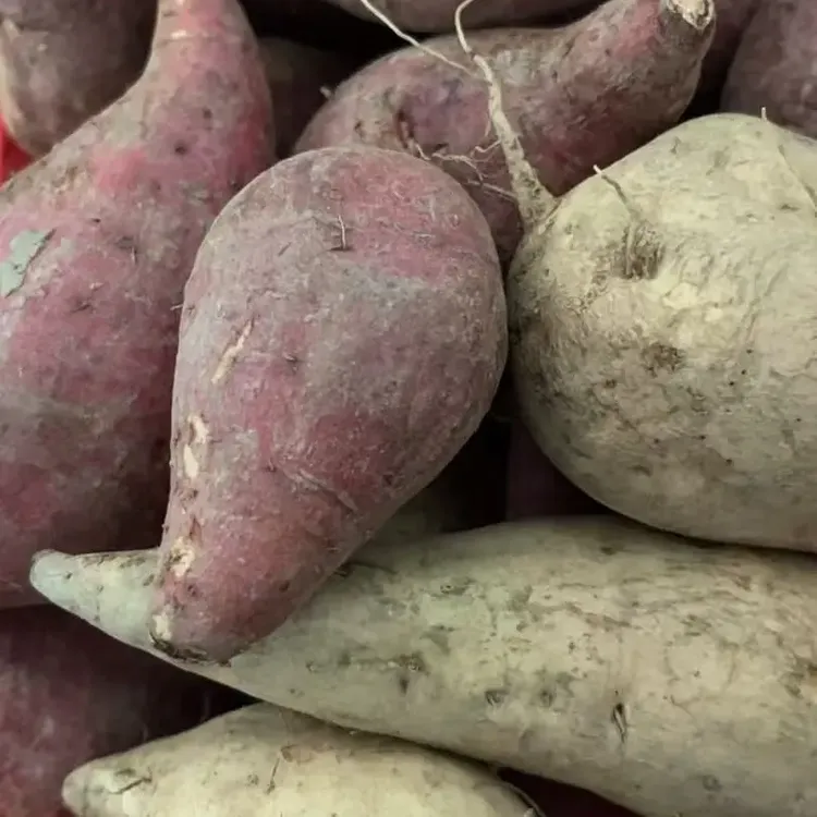 湖南桂阳本地农家新鲜地瓜香甜可口大小混搭介意勿拍