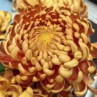 【橙国华】大花富贵菊 九月大菊盆栽开花好看