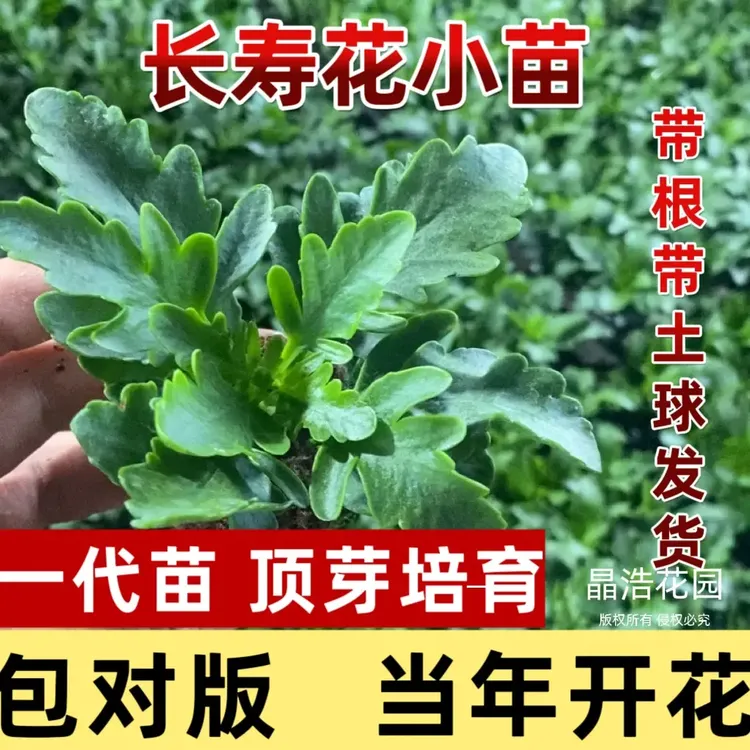 重瓣大花长寿花小苗四季绿植室内阳台好养花卉盆栽