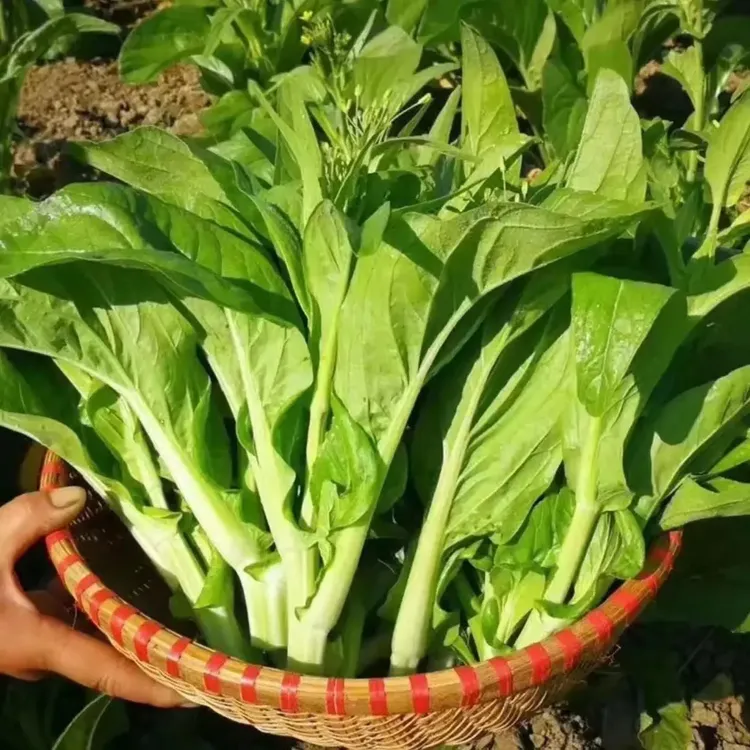 （下单多一斤发4斤）湖北露天种植现摘白菜苔新鲜嫩菜心