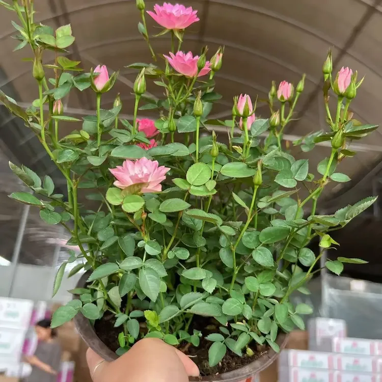 天荷繁星微型欧月月季花卉好养小盆栽适合阳台种植