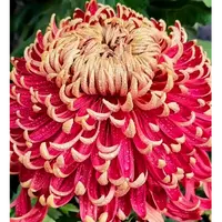 【燕山秋韵】大花富贵菊 九月大菊盆栽开花好看