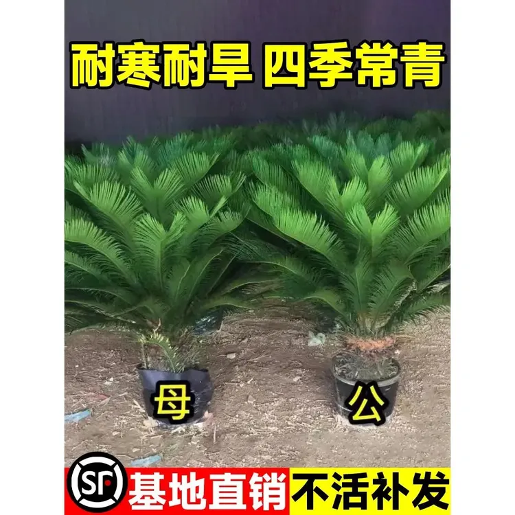 铁树盆栽小树苗大盆景苏铁开花公母一对门口客厅室内绿植好养植物