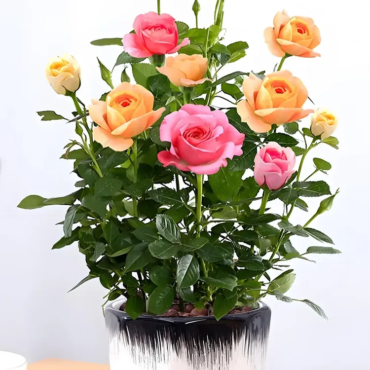 云南四季开花庭院阳台玫瑰花苗特大花浓香玫瑰花树苗绿植盆栽月季