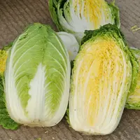 【五袋包邮】金凤凰大白菜种子高产耐寒结球紧实蔬菜种子