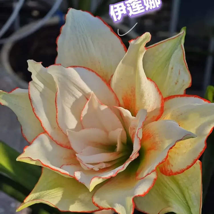 重瓣朱顶红斯嘉丽铃声伊莲娜小青龙爱神香槟玫瑰种球室内外盆栽