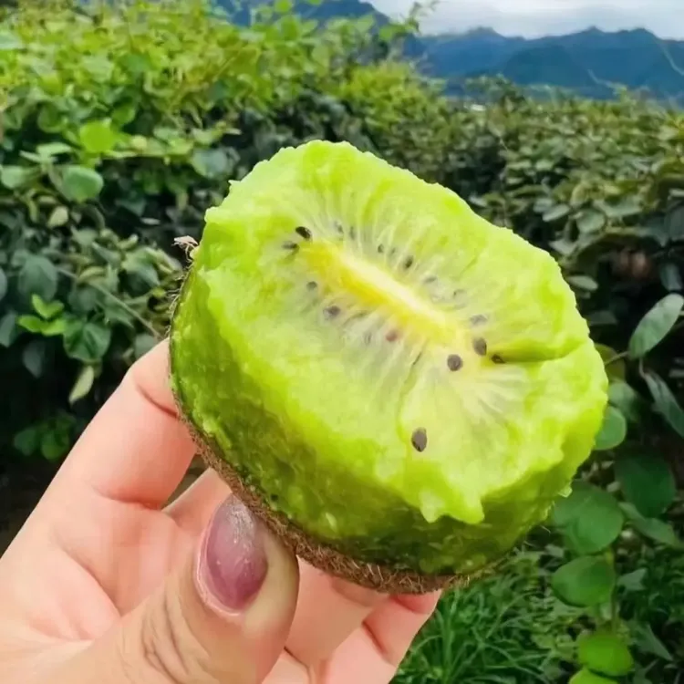 正宗修文猕猴桃新鲜香甜多汁当季应季水果现摘现发整箱包邮到家