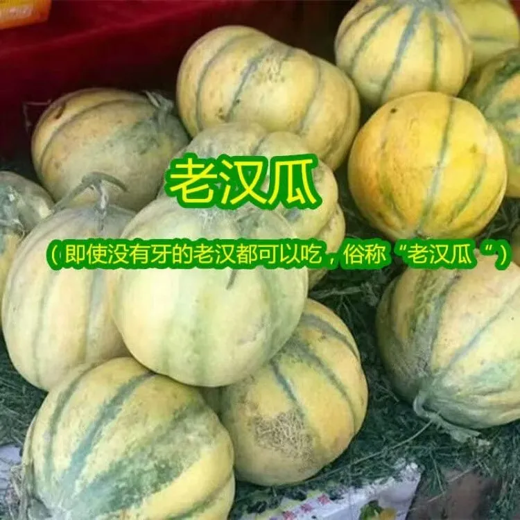老品种老汉瓜种子耐热超甜香瓜种子早熟阳台盆栽水果甜瓜种子商品图