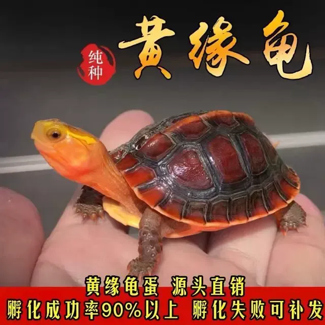 黄缘龟幼龟闭壳龟皖南安缘台缘大陆缘受精蛋包孵化送孵化工具