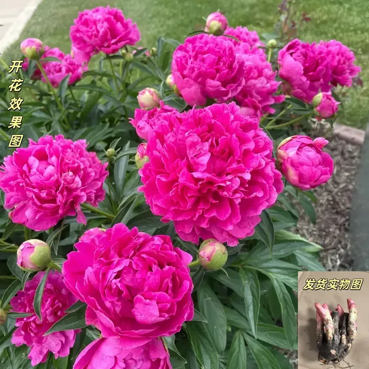 芍药根重瓣种根芍药花苗绿植花卉盆栽浓香芍药庭院阳台种植