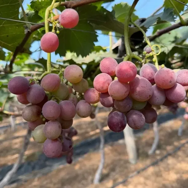 （巨峰葡萄）15年老树大须葡萄8分甜2分酸刚开园现摘现发货