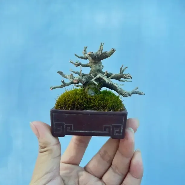 微型桌面盆景 黄果相思 朴树 装饰书房茶室