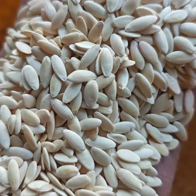 黄瓜籽，精选的黄瓜籽。