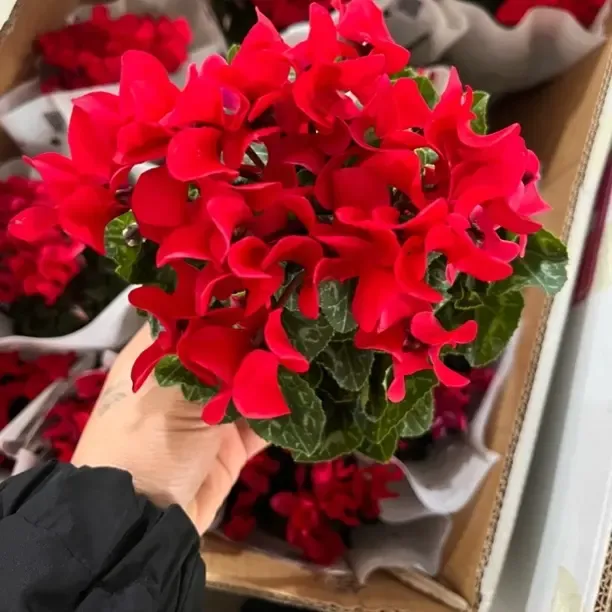 精品仙客来盆栽带花苞四季开花好养室内阳台花卉植物