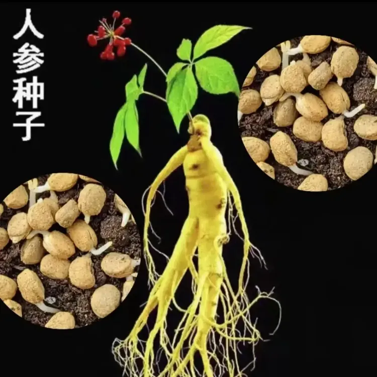 基地直销人参种子长白山爆款 人工种植阳台小院地栽