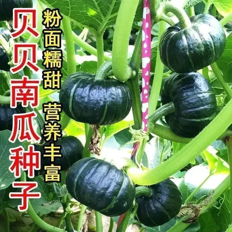 【贝贝南瓜】种子高产香甜板栗南瓜四季盆栽阳台庭院易种蔬菜种子商品图