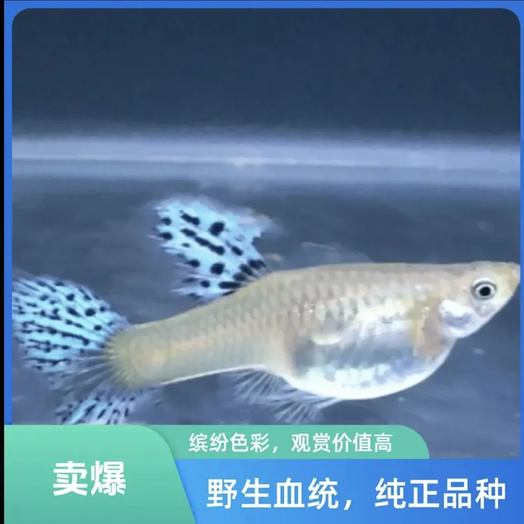 孔雀鱼蓝草三角尾小型热带观赏鱼好养耐活适合家养鱼观赏鱼活鱼