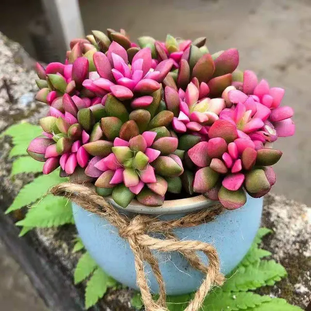 【推荐】吹雪之松锦多肉植物热门盆栽室内绿植花卉四季好养懒人花