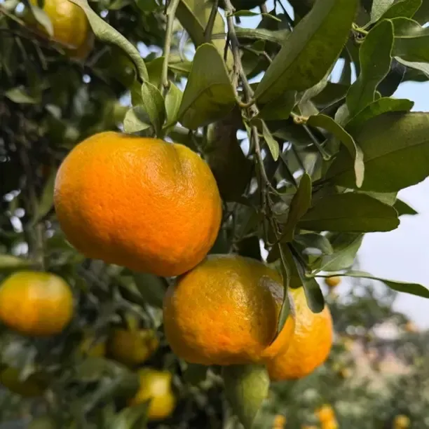 四川老树碰柑农家自种现摘新鲜芦柑丑柑橘子当季孕妇新鲜水果包邮