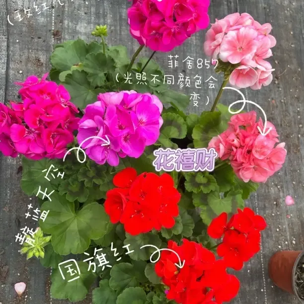 【经典四盆】天竺葵半重瓣大花 勤花 带花苞