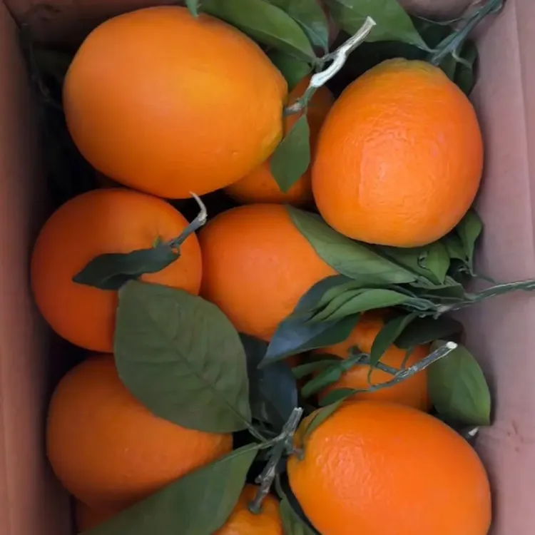 树上自然成熟的道州脐橙新鲜现摘产地直发香甜多汁的当季水果