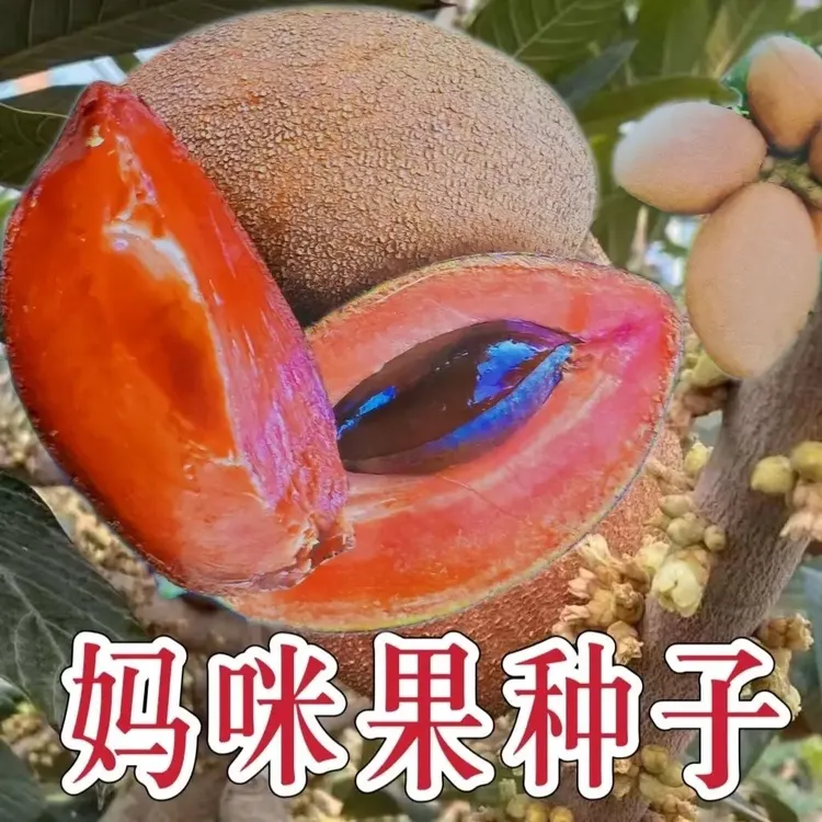 【妈咪果种子】 稀有妈咪果种子庭院盆栽南北方适宜当年结果