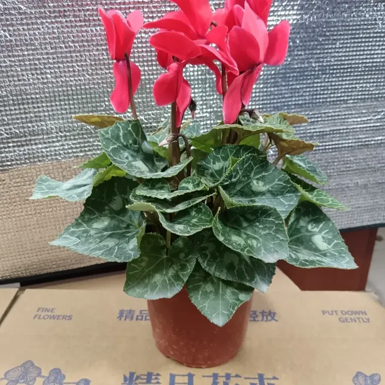 仙客来进口新品种大盆基地包邮带花花苞四季好养室内阳台盆栽花卉