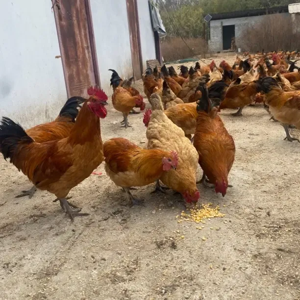 生态散养老母鸡土鸡走地鸡现杀新鲜农家放养黄油老母鸡冷链运输