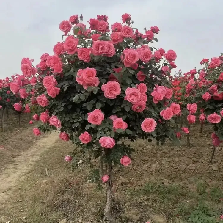 绯扇粉扇树桩国月季花苗四季大花浓香阳台盆地栽花卉植物庭院