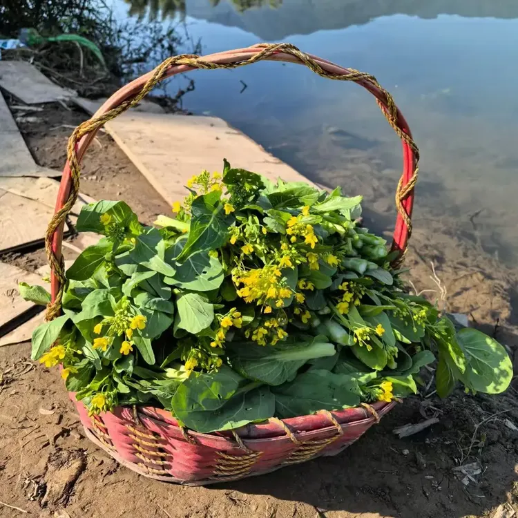广东河源当季现摘新鲜柳叶菜心时令蔬菜青菜菜苔包邮