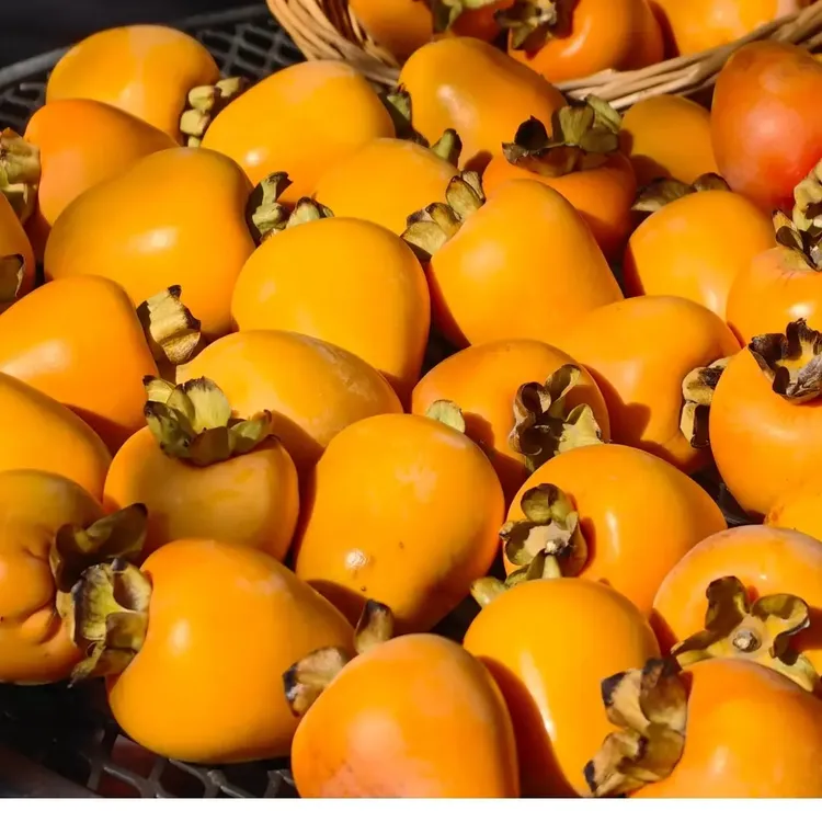 沂蒙山牛心芒果柿子新鲜当季水果