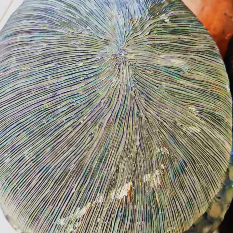 玻璃天玄石巨龟重量28公斤气印定向熔流线摆件花纹绿色圆形