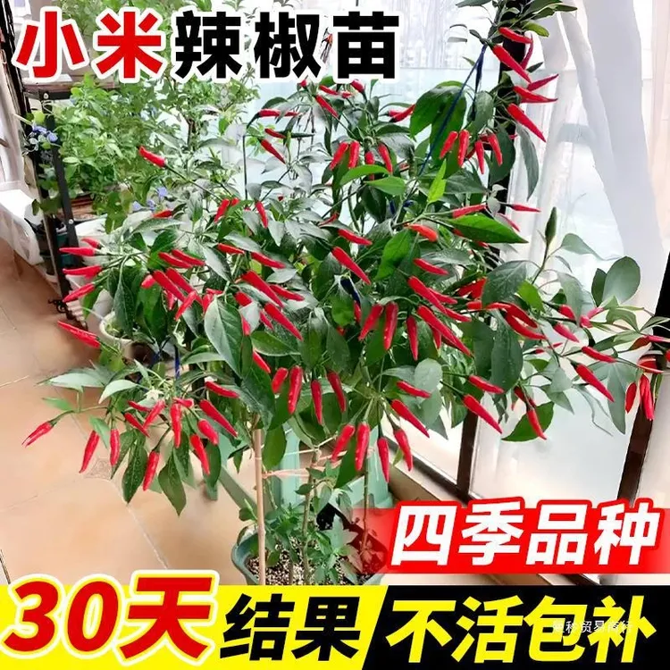 小米辣椒苗秧苗朝天椒四季盆栽螺丝薄皮青椒种苗树苗春蔬菜苗大全