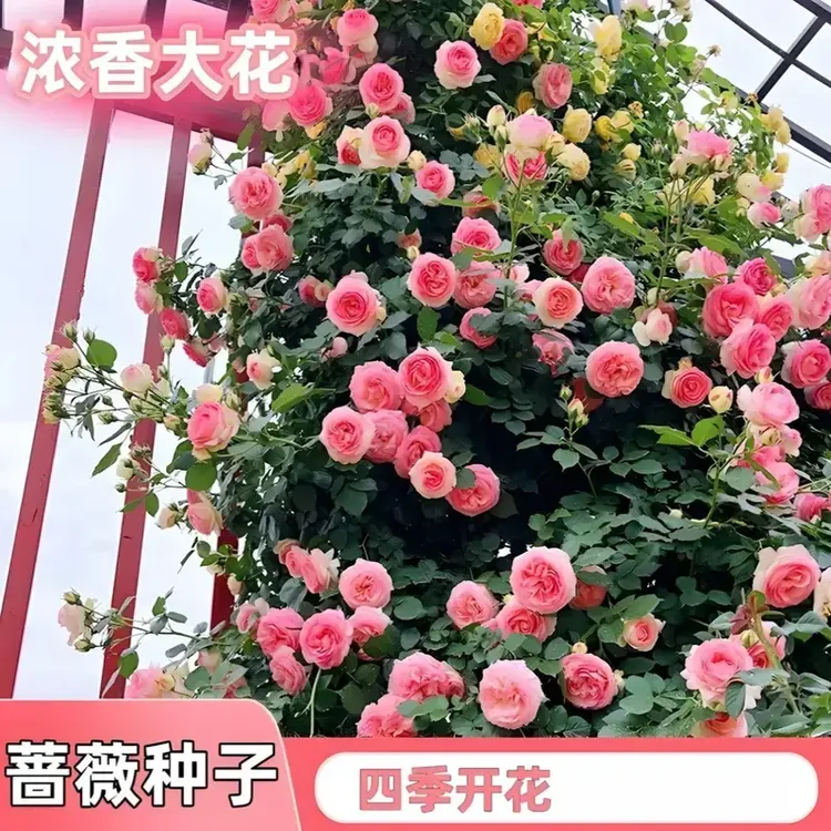 混色爬藤蔷薇花种子庭院花海四季开花好养易活阳台盆栽花卉种子