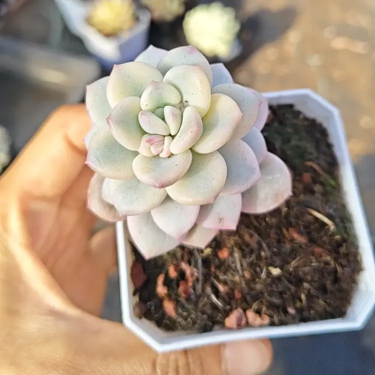 好养吸甲醛多肉植物室内绿植多肉盆栽花卉自然锦化多肉锦植物