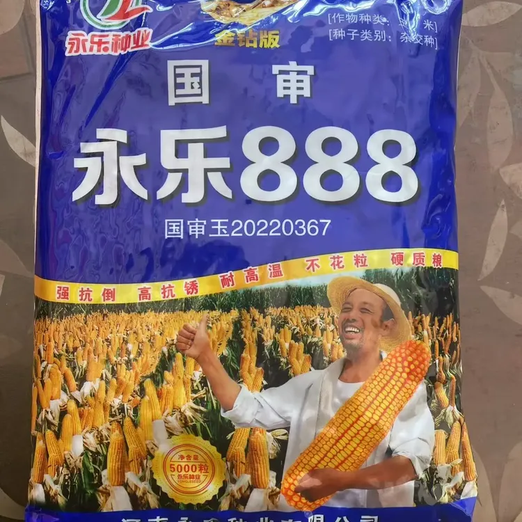 国审矮棵大穗金钻版永乐888玉米种