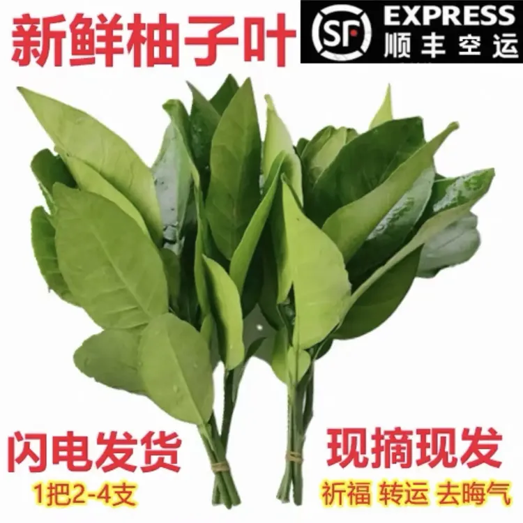 买柚子叶送柚子赵露思同款新鲜柚子叶带枝乔迁沐浴转运去晦气祈福